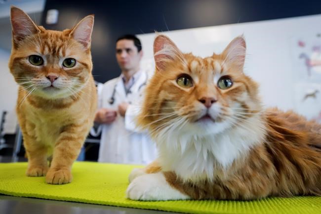 Pets on a millennial budget: Love comes at a cost | iNFOnews.ca
