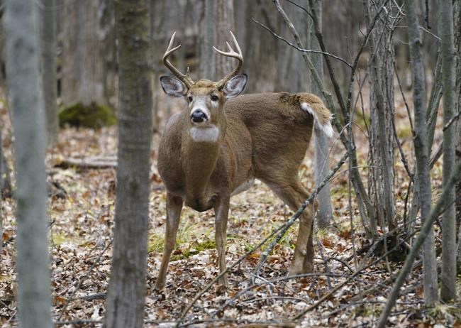 Court rules Montreal-area city can cull white-tailed deer population in local park | iNFOnews.ca Court rules Montreal-area city can cull white-tailed deer population in local park | iNFOnews.ca