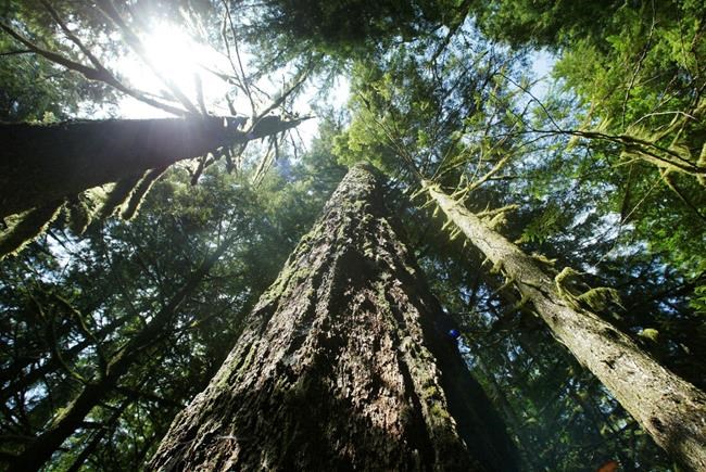 Trump-era rule change allowing the logging of old-growth forests violates laws, judge says | iNFOnews.ca Trump-era rule change allowing the logging of old-growth forests violates laws, judge says | iNFOnews.ca
