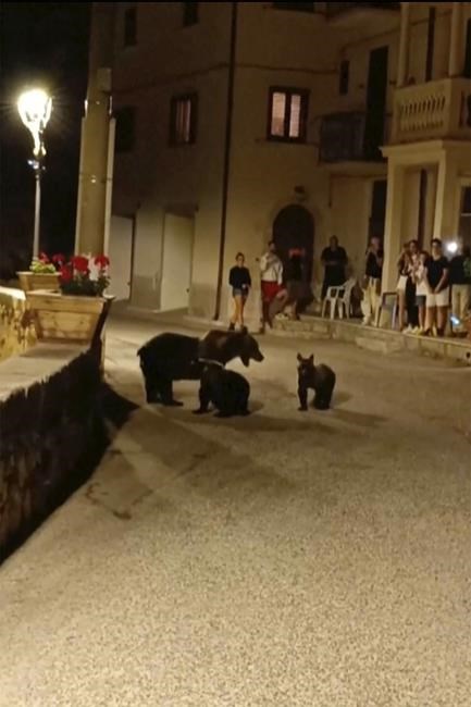Shooting of a brown bear leaves 2 cubs motherless and sparks outrage in Italy | iNFOnews.ca Shooting of a brown bear leaves 2 cubs motherless and sparks outrage in Italy | iNFOnews.ca