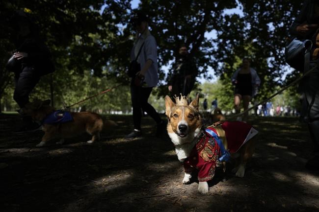 Corgis parade outside Buckingham Palace to remember Queen Elizabeth II a year since her death | iNFOnews.ca Corgis parade outside Buckingham Palace to remember Queen Elizabeth II a year since her death | iNFOnews.ca