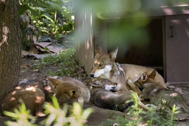 Takeaways from AP’s reporting on efforts to restore endangered red wolves to the wild | iNFOnews.ca Takeaways from AP’s reporting on efforts to restore endangered red wolves to the wild | iNFOnews.ca