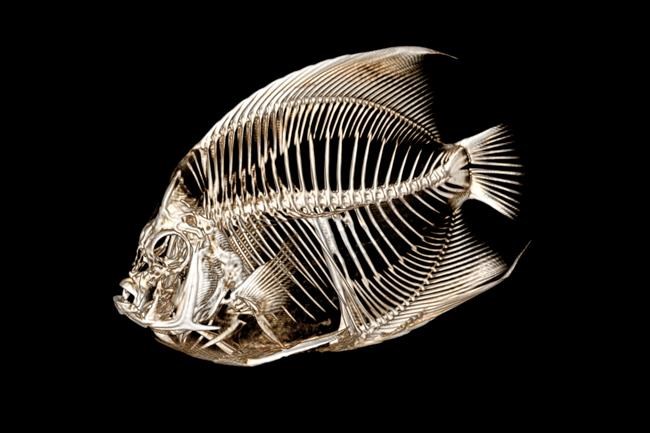 Fish with a funny float gets a CT scan at the Denver Zoo | iNFOnews.ca