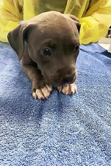 Overdose-reversing drug administered to puppy after possible fentanyl exposure in California | iNFOnews.ca