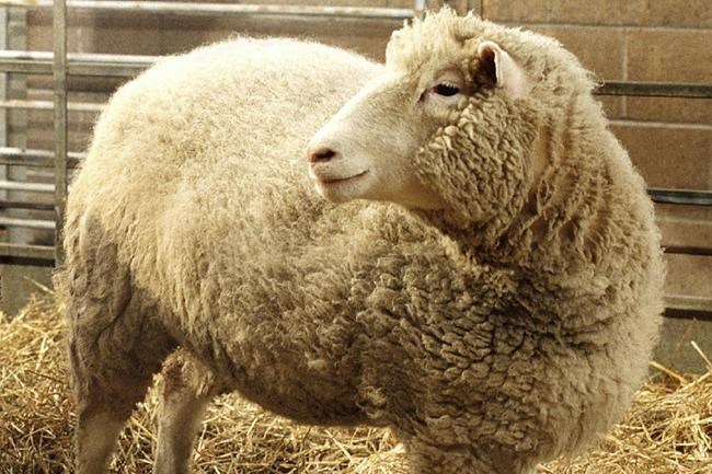 Ian Wilmut, a British scientist who led the team that cloned Dolly the Sheep, dies at age 79 | iNFOnews.ca Ian Wilmut, a British scientist who led the team that cloned Dolly the Sheep, dies at age 79 | iNFOnews.ca