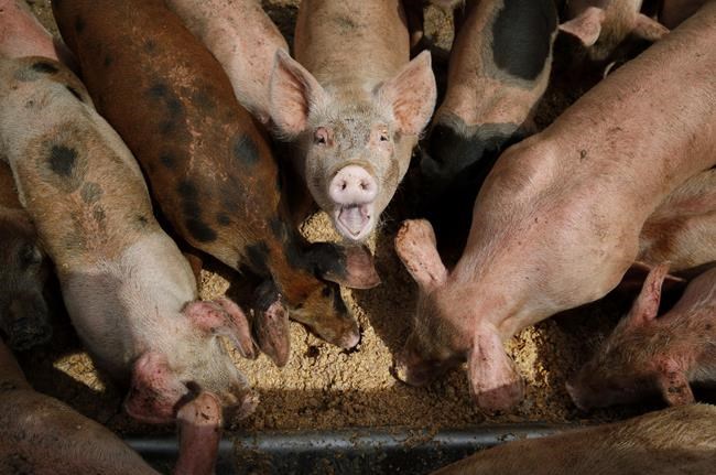 Groups sue EPA in an effort to strengthen oversight of livestock operations | iNFOnews.ca Groups sue EPA in an effort to strengthen oversight of livestock operations | iNFOnews.ca