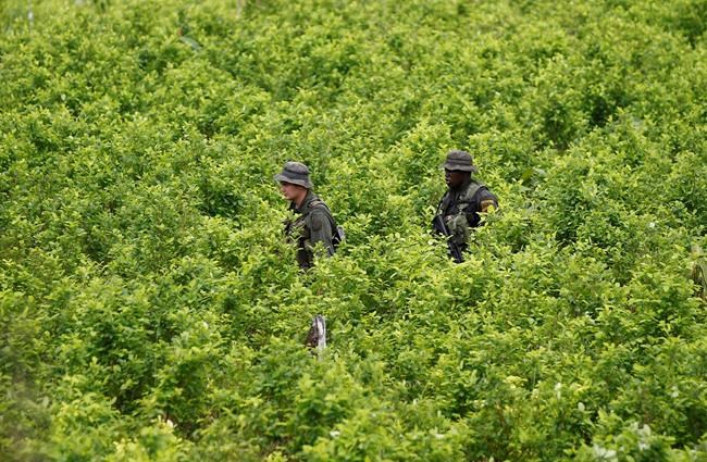 UN says Colombia's coca crop at all-time high as officials promote new drug policies | iNFOnews.ca UN says Colombia's coca crop at all-time high as officials promote new drug policies | iNFOnews.ca