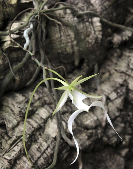 Environmental groups sue US over sluggish pace in listing the rare ghost orchid as endangered | iNFOnews.ca