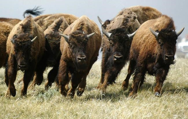 Loss of bison herds still affecting Plains First Nations, research suggests | iNFOnews.ca