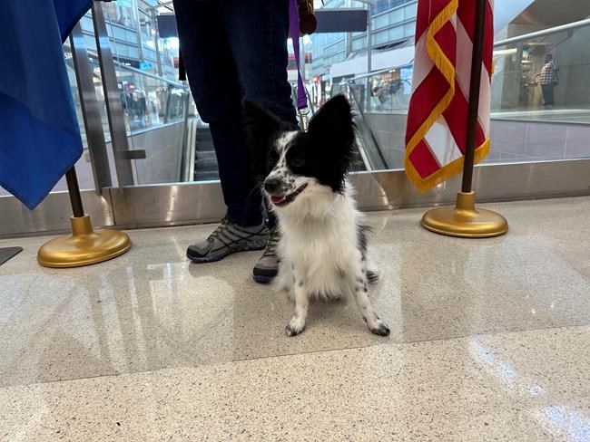 Puppies training to be future assistance dogs earn their wings at Detroit-area airport | iNFOnews.ca