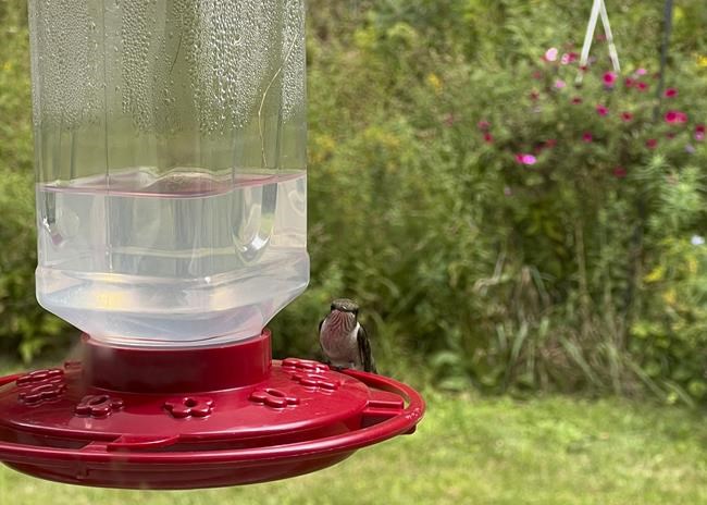 How to help migrating hummingbirds and see their antics up close | iNFOnews.ca