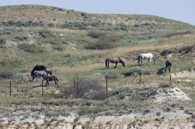 Public to weigh in on whether wild horses that roam Theodore Roosevelt National Park should stay | iNFOnews.ca Public to weigh in on whether wild horses that roam Theodore Roosevelt National Park should stay | iNFOnews.ca