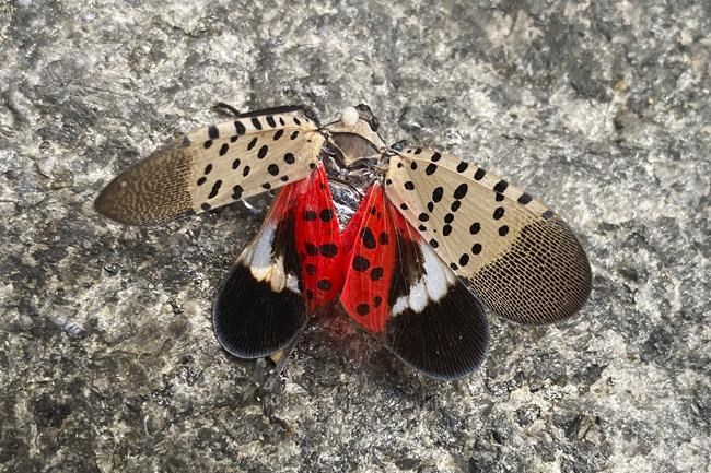 Spotted lanternfly has spread to Illinois, threatening to crops and trees | iNFOnews.ca