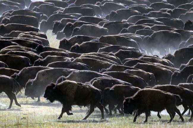 Rare US bison roundup rustles up hundreds to maintain health of the species | iNFOnews.ca Rare US bison roundup rustles up hundreds to maintain health of the species | iNFOnews.ca
