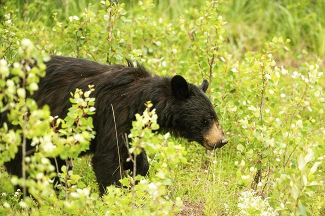 North Macedonia national park's rising bear population poses a threat to residents | iNFOnews.ca