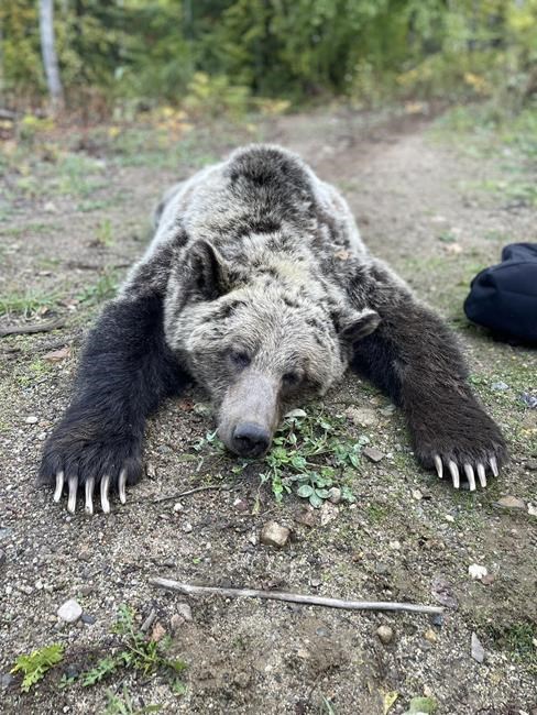 Grizzly sow, two older cubs trapped and relocated after moving into Nelson, B.C. | iNFOnews.ca Grizzly sow, two older cubs trapped and relocated after moving into Nelson, B.C. | iNFOnews.ca