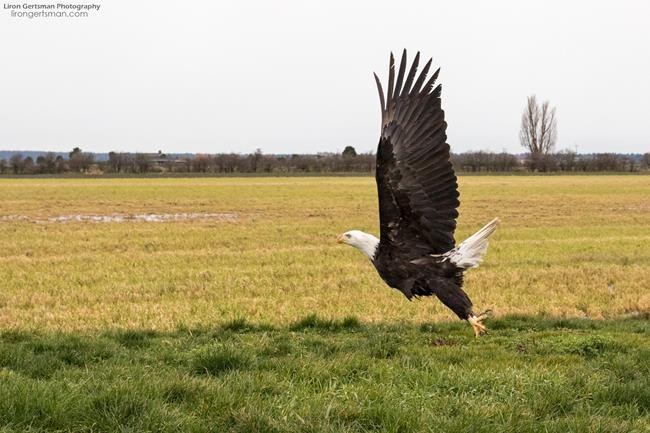 Delta landfill in British Columbia would turn into a spot for eagle watching in fall | iNFOnews.ca Delta landfill in British Columbia would turn into a spot for eagle watching in fall | iNFOnews.ca