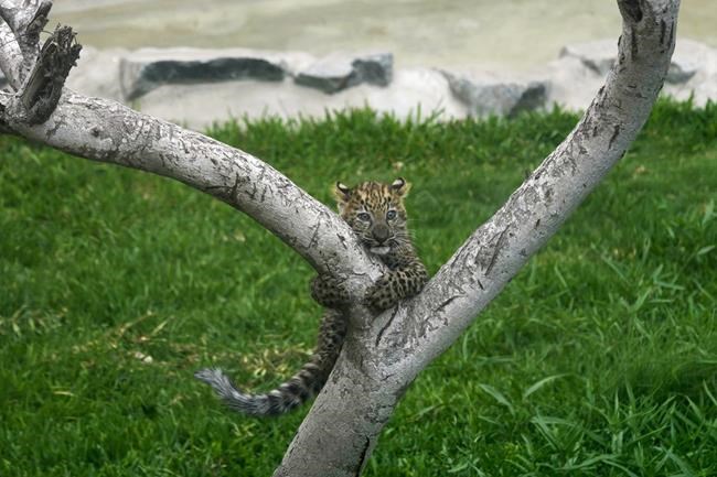 First leopard cubs born in captivity in Peru climb trees and greet visitors at a Lima zoo | iNFOnews.ca
