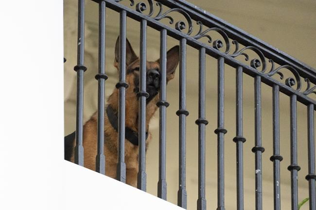 Biden's dog Commander no longer at White House after biting incidents | iNFOnews.ca