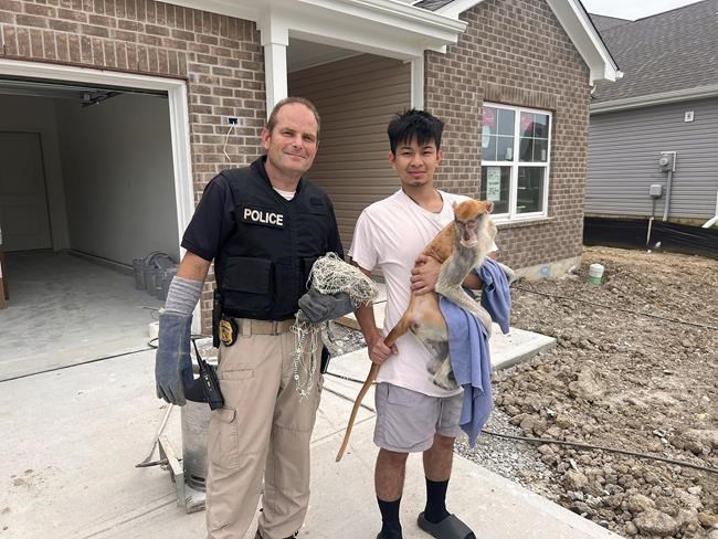 Indianapolis police capture a cheeky monkey that escaped and went on the lam | iNFOnews.ca Indianapolis police capture a cheeky monkey that escaped and went on the lam | iNFOnews.ca
