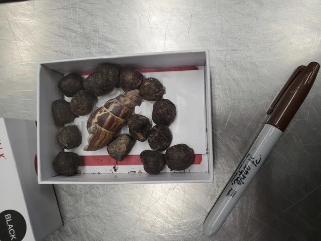 US Customs officials seize giraffe feces from woman at Minnesota airport | iNFOnews.ca US Customs officials seize giraffe feces from woman at Minnesota airport | iNFOnews.ca