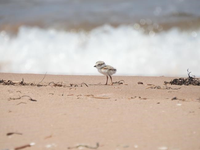 P.E.I. piping plover numbers see a tiny bump this year from effects of Fiona | iNFOnews.ca P.E.I. piping plover numbers see a tiny bump this year from effects of Fiona | iNFOnews.ca