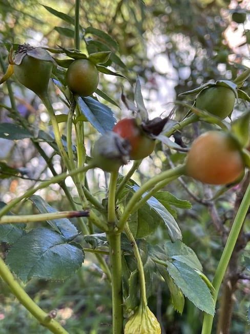 Rose hips' seedpods provide a pop of color in the fall and winter garden | iNFOnews.ca