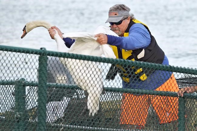 Swans in Florida that date to Queen Elizabeth II gift are rounded up for their annual physicals | iNFOnews.ca