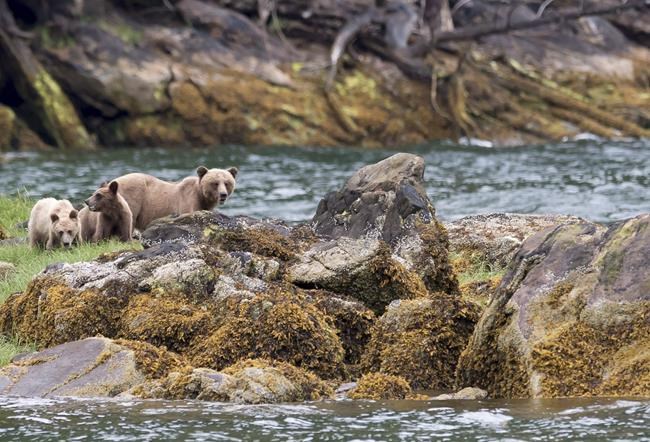 Conservationists raise concerns over B.C.'s proposed grizzly bear stewardship plan | iNFOnews.ca Conservationists raise concerns over B.C.'s proposed grizzly bear stewardship plan | iNFOnews.ca