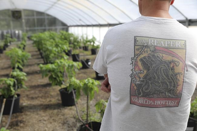 Pepper X marks the spot as South Carolina pepper expert scorches his own Guinness Book heat record | iNFOnews.ca