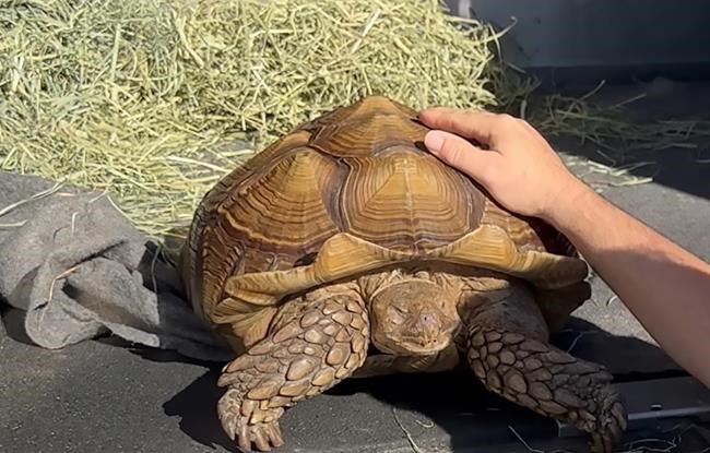 Tortoise, Frank the Tank, found wandering in a B.C. field of bok choy needs home | iNFOnews.ca Tortoise, Frank the Tank, found wandering in a B.C. field of bok choy needs home | iNFOnews.ca
