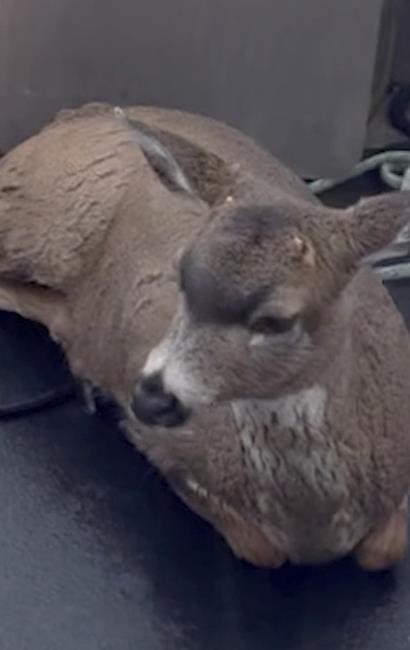 Deer struggling in cold Alaskan waters saved by wildlife troopers who give them a lift in their boat | iNFOnews.ca Deer struggling in cold Alaskan waters saved by wildlife troopers who give them a lift in their boat | iNFOnews.ca