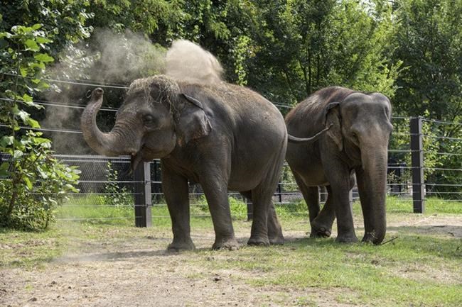 Elephant dies at St. Louis Zoo shortly after her herd became agitated from a dog running loose | iNFOnews.ca Elephant dies at St. Louis Zoo shortly after her herd became agitated from a dog running loose | iNFOnews.ca