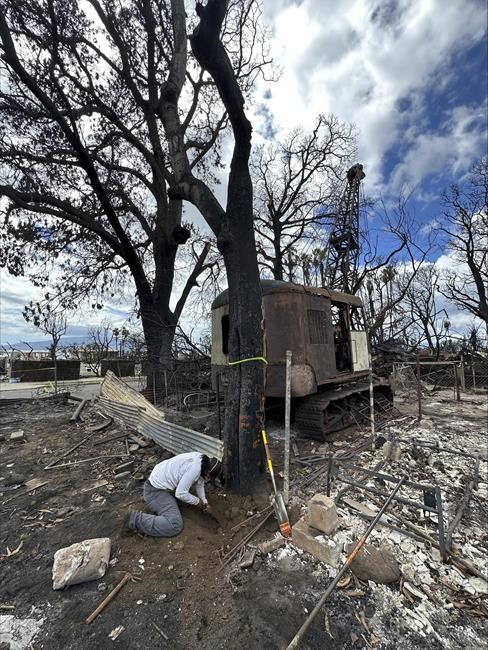 The trees arrived with Polynesian voyagers. After Maui wildfire, there's a chance to restore them | iNFOnews.ca The trees arrived with Polynesian voyagers. After Maui wildfire, there's a chance to restore them | iNFOnews.ca