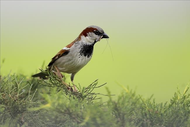 Birds nesting in agricultural lands more vulnerable to extreme heat, study finds | iNFOnews.ca Birds nesting in agricultural lands more vulnerable to extreme heat, study finds | iNFOnews.ca