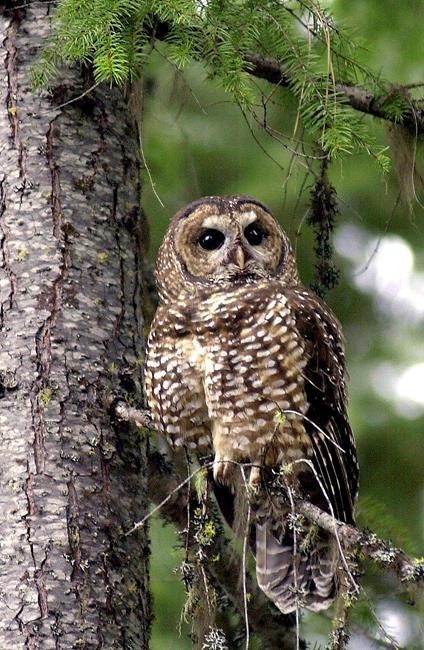 Judge probes eight-month wait for federal minister's owl protection recommendation | iNFOnews.ca Judge probes eight-month wait for federal minister's owl protection recommendation | iNFOnews.ca