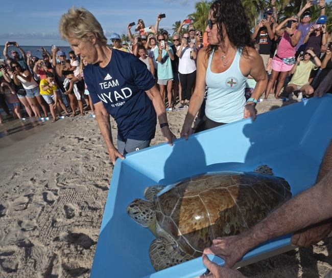 Diana Nyad marks anniversary of epic Cuba-Florida swim, freeing rehabilitated sea turtle in the Keys | iNFOnews.ca Diana Nyad marks anniversary of epic Cuba-Florida swim, freeing rehabilitated sea turtle in the Keys | iNFOnews.ca