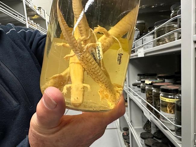 University of Michigan slithers toward history with massive acquisition of jarred snake specimens | iNFOnews.ca