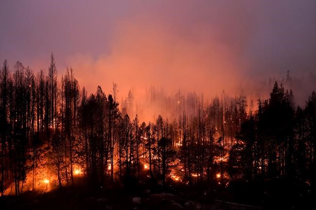 Fire, other ravages jeopardize California’s prized forests | iNFOnews.ca Fire, other ravages jeopardize California’s prized forests | iNFOnews.ca