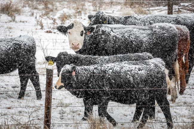 Canadian ranchers brace for long, lean winter after droughts, soaring feed costs | iNFOnews.ca Canadian ranchers brace for long, lean winter after droughts, soaring feed costs | iNFOnews.ca
