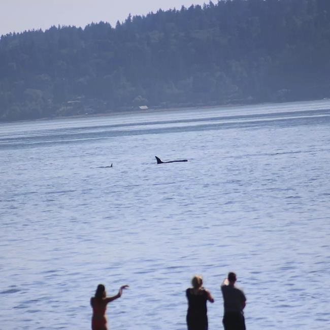 In Seattle, phones ding. Killer whales could be close | iNFOnews.ca In Seattle, phones ding. Killer whales could be close | iNFOnews.ca