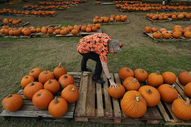 How extreme weather in the US may have affected the pumpkins you picked this year for Halloween | iNFOnews.ca How extreme weather in the US may have affected the pumpkins you picked this year for Halloween | iNFOnews.ca