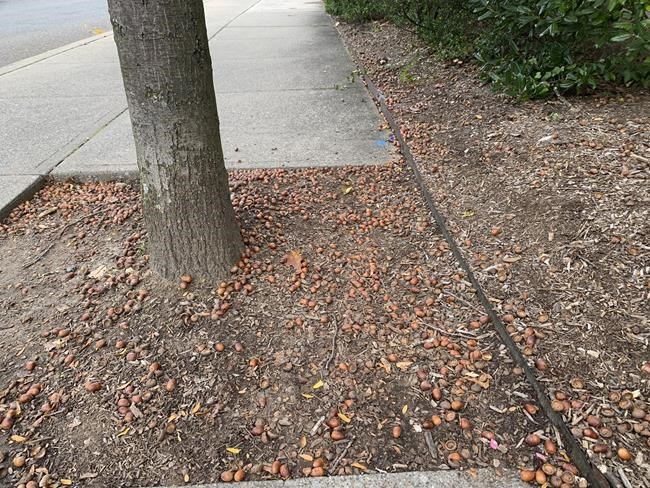 If it seems like there are a lot of acorns this fall, you might be seeing a `mast' year | iNFOnews.ca