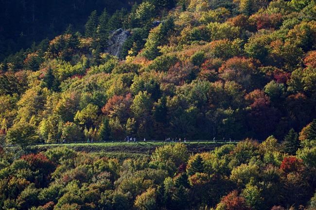 A section of the Blue Ridge Parkway is closed after visitors allegedly try to hold a young bear | iNFOnews.ca