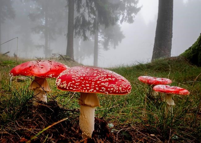 B.C. conditions are magic for mushrooms in bumper season for fungi, tasty and toxic | iNFOnews.ca B.C. conditions are magic for mushrooms in bumper season for fungi, tasty and toxic | iNFOnews.ca