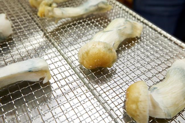 Vancouver magic mushroom stores raided by police are reopening | iNFOnews.ca