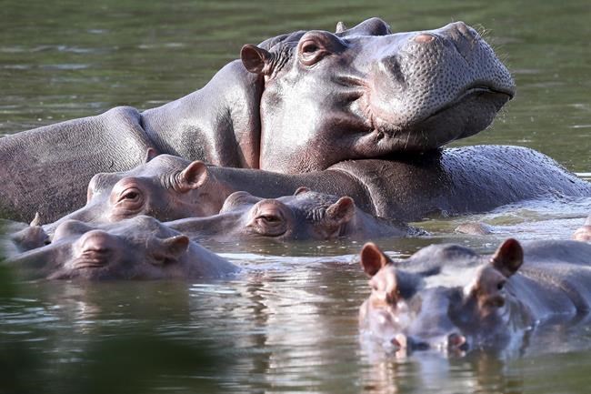 Colombia will try to control invasive hippo population through sterilization, transfer, euthanasia | iNFOnews.ca