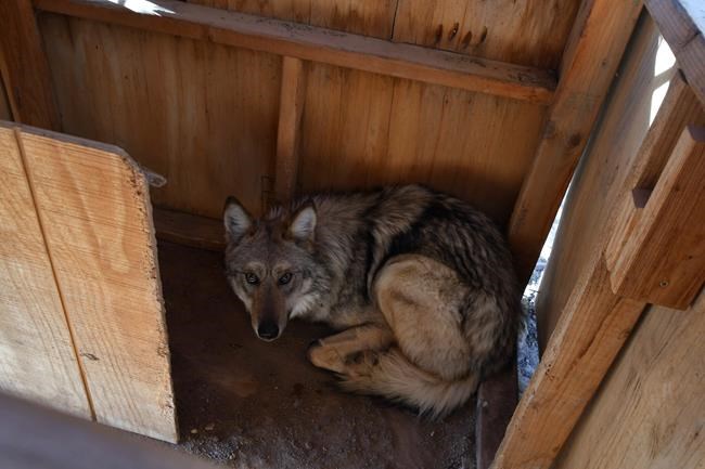 US wildlife managers have no immediate plans to capture wandering Mexican gray wolf | iNFOnews.ca