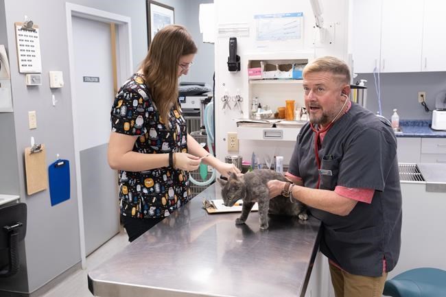 Many veterinarians in Canada are facing extreme burnout and declining mental health | iNFOnews.ca Many veterinarians in Canada are facing extreme burnout and declining mental health | iNFOnews.ca