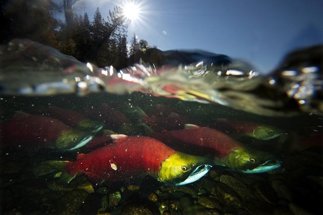 First Nations seek salmon return to Columbia Basin in new treaty with U.S. | iNFOnews.ca First Nations seek salmon return to Columbia Basin in new treaty with U.S. | iNFOnews.ca